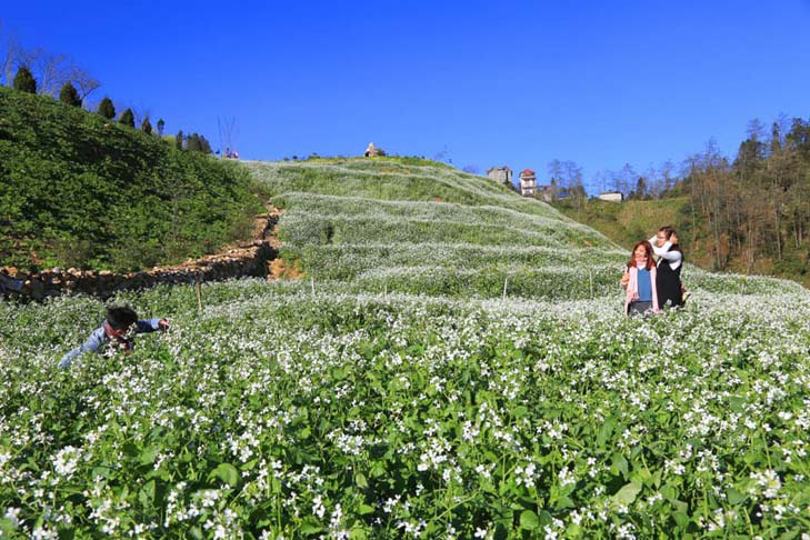 Sapa white flower spring, he "sunstroke" or "drunk flower"