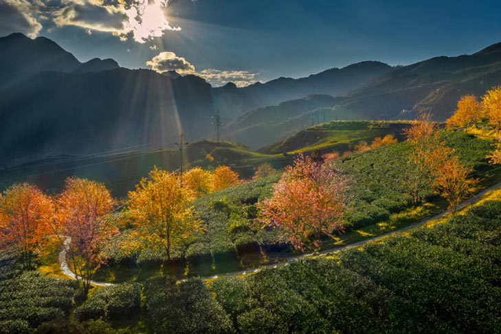 The road to O Long tea plantation is beautiful to enjoy the early spring in Sapa